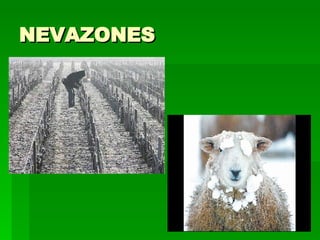 NEVAZONES  