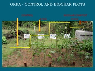 OKRA - CONTROL AND BIOCHAR PLOTS

    CONTROL           BIOCHAR COMPOST
              4 KGS       8 KGS
                                  12 KGS
 