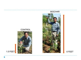 BIOCHAR




           CONTROL




1.5 FEET                       6 FEET
 