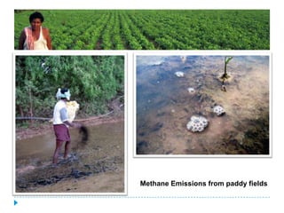 Methane Emissions from paddy fields
 