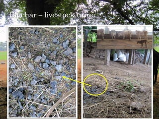 Biochar – livestock urine
 