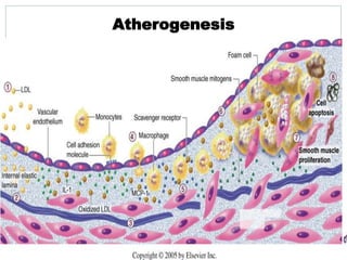 Atherogenesis
7
 