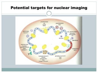 Potential targets for nuclear imaging
 