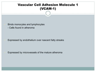 Vascular Cell Adhesion Molecule 1
(VCAM-1)
 Binds monocytes and lymphocytes
- Cells found in atheroma
 Expressed by endothelium over nascent fatty streaks
 Expressed by microvessels of the mature atheroma
 