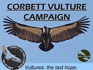 CORBETT VULTURE
   CAMPAIGN




   Vultures: the last hope.
 