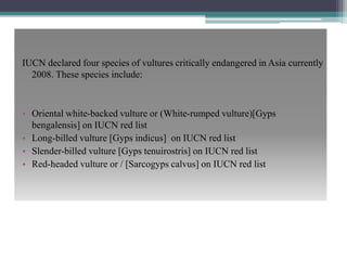 IUCN declared four species of vultures critically endangered in Asia currently
2008. These species include:
• Oriental whi...