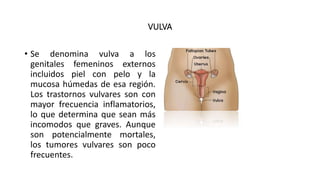 VULVA
• Se denomina vulva a los
genitales femeninos externos
incluidos piel con pelo y la
mucosa húmedas de esa región.
Los trastornos vulvares son con
mayor frecuencia inflamatorios,
lo que determina que sean más
incomodos que graves. Aunque
son potencialmente mortales,
los tumores vulvares son poco
frecuentes.
 