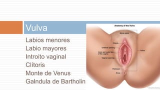 Labios menores
Labio mayores
Introito vaginal
Clítoris
Monte de Venus
Galndula de Bartholin
Vulva
 