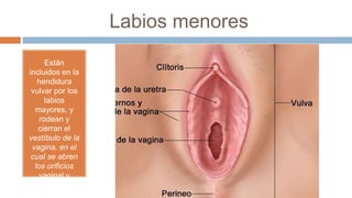 Labios menores
Están
incluidos en la
hendidura
vulvar por los
labios
mayores, y
rodean y
cierran el
vestíbulo de la
vagina, en el
cual se abren
los orificios
vaginal y
externo de la
uretra.
 