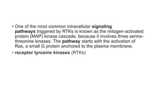 • One of the most common intracellular signaling
pathways triggered by RTKs is known as the mitogen-activated
protein (MAP) kinase cascade, because it involves three serine-
threonine kinases. The pathway starts with the activation of
Ras, a small G protein anchored to the plasma membrane.
• receptor tyrosine kinases (RTKs)
 