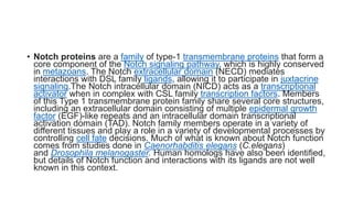• Notch proteins are a family of type-1 transmembrane proteins that form a
core component of the Notch signaling pathway, which is highly conserved
in metazoans. The Notch extracellular domain (NECD) mediates
interactions with DSL family ligands, allowing it to participate in juxtacrine
signaling.The Notch intracellular domain (NICD) acts as a transcriptional
activator when in complex with CSL family transcription factors. Members
of this Type 1 transmembrane protein family share several core structures,
including an extracellular domain consisting of multiple epidermal growth
factor (EGF)-like repeats and an intracellular domain transcriptional
activation domain (TAD). Notch family members operate in a variety of
different tissues and play a role in a variety of developmental processes by
controlling cell fate decisions. Much of what is known about Notch function
comes from studies done in Caenorhabditis elegans (C.elegans)
and Drosophila melanogaster. Human homologs have also been identified,
but details of Notch function and interactions with its ligands are not well
known in this context.
 