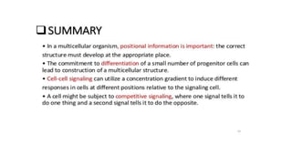 vulva formation in c.elegans.pptx