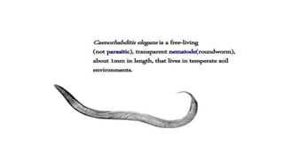 vulva formation in c.elegans.pptx