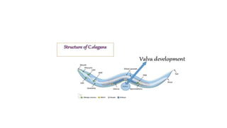 vulva formation in c.elegans.pptx