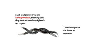 vulva formation in c.elegans.pptx