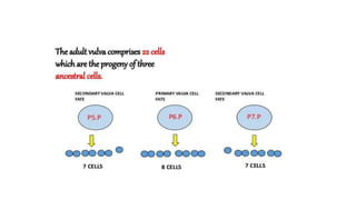 vulva formation in c.elegans.pptx