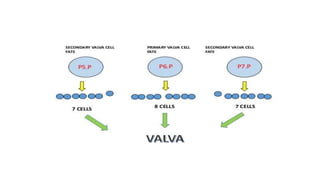 vulva formation in c.elegans.pptx