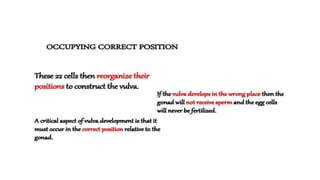 vulva formation in c.elegans.pptx