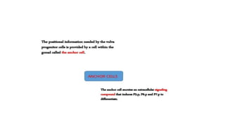 vulva formation in c.elegans.pptx