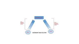 vulva formation in c.elegans.pptx