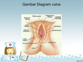 Gambar Diagram vulva
 