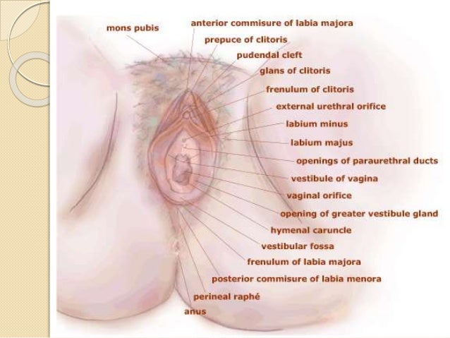 Loop Electrosurgical Excision Procedure (LEEP) for ...