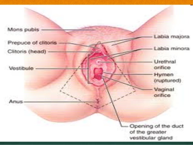 Vulvar fissures: causes and therapy - Edwards - 2004 ...