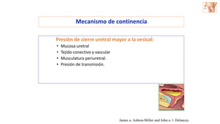 Presión de cierre uretral mayor a la vesical:
• Mucosa uretral
• Tejido conectivo y vascular
• Musculatura periuretral.
• Presión de transmisión.
James a. Ashton-Miller and John o. l. Delancey
Mecanismo de continencia
 