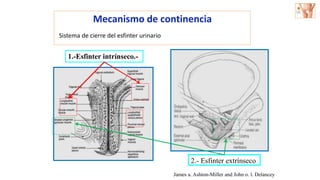 James a. Ashton-Miller and John o. l. Delancey
Mecanismo de continencia
Sistema de cierre del esfinter urinario
2.- Esfinter extrínseco
1.-Esfinter intrínseco.-
 