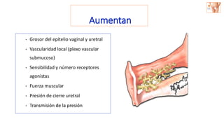 Aumentan
• Grosor del epitelio vaginal y uretral
• Vascularidad local (plexo vascular
submucoso)
• Sensibilidad y número receptores
agonistas
• Fuerza muscular
• Presión de cierre uretral
• Transmisión de la presión
 