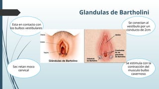 Comprehensive Anatomy and Function of Female External Genitalia and ...