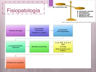 Fisiopatología
Factores de riesgo
Gardnerella->
succionato
<bacilos= ac. láctico.
Lactobacilos=
aminopeptidasas
a.a descarboxilados
=diaminas
Bacterias anaerobias
IL-1b, TNF , IL-2, IL-4
altas
IL-8 baja
Acido succínico y ac.
Acético.
Inhibición de neutrófilos.
 