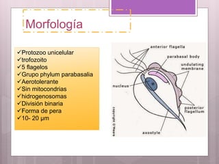 Morfología
Protozoo unicelular
trofozoito
5 flagelos
Grupo phylum parabasalia
Aerotolerante
Sin mitocondrias
hidrogenosomas
División binaria
Forma de pera
10- 20 μm
 