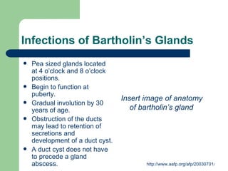Infections of Bartholin’s Glands Pea sized glands located at 4 o’clock and 8 o’clock positions. Begin to function at puberty. Gradual involution by 30 years of age. Obstruction of the ducts may lead to retention of secretions and development of a duct cyst. A duct cyst does not have to precede a gland abscess.  Insert image of anatomy of bartholin’s gland 