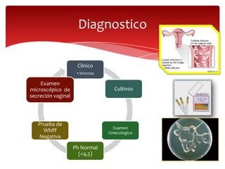 Diagnostico

                     Clinico
                     •Sintomas

    Examen
microscópico de                    Cultivos
secreción vaginal




   Prueba de
                                   Examen
     Whiff                       Ginecologico
   Negativa
                    Ph Normal
                      (<4,5)
 