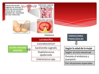 VARIACIONES
                   Lactobacillus          FISIOLÓGICAS
                 Corynebacterium
FLORA VAGINAL   Gardnerella vaginalis   Según la edad de la mujer
   NORMAL
                  Staphylococcus        Según el ciclo menstrual
                    epidermidis
                                        Durante el embarazo y
                 Enterococcus spp.      puerperio
                                        Por situaciones especiales
 