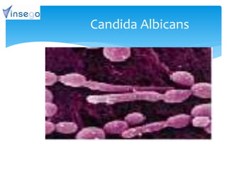 Candida Albicans
 