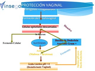 GLICÓGENO
Estrógenos + Progesterona
Formaciòn del Epiteliovaginal
Cèlulas epiteliales descamadas
Fermento Celular
Bacilos de Doderlein
Aerobios Gram +
Azúcar
(Maltosa + dextrosa)
OptimopHpara
BaciloDoderlain.
Se liberan
PROTECCIÓN VAGINAL
 
