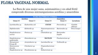 FLORA VAGINAL NORMAL
3
La flora de una mujer sana, asintomática y en edad fértil
comprende diversos microorganismos aerobios y anaerobios
FLORA BACTERIANA NORMAL
Aerobios Anaerobios
Gram (+) Gram (-) Gram (+) Gram (-) Levaduras
Lactobacillus sp. Escherichia coli COCOS Prevotella sp. Cándida
albicans
Diphtheroides Klebsiella sp. Peptostreptococcus
sp.
Bacteroides sp. Otros hongos
Staphylococcus
aureus
Proteus sp. Clostridium sp. Bacteroides
fragilis
Staphylococcus
epidermidis
Enterobacter sp. BACILOS Fusobacterium sp.
Estreptococo
(Grupo B)
Acinetobacter sp. Lactobacillus sp. Veillonella sp.
Enterococcus
faecalis
Citrobacter sp. Propionibacterium
sp.
Staphylococcus sp Pseudomonas sp. Eubacterium sp.
 