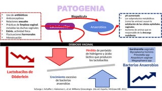 PATOGENIA
Pérdida de peróxido
de hidrógeno y ácido
láctico que producen
los lactobacilos
Crecimiento excesivo
de bacterias
anaerobias
Lactobacilos de
Döderlein
Bacterias Anaerobias
Gardnerella vaginalis
Mycoplasma hominis
Prevotella spp
Atopobium vaginae
Megasphaera spp
• Uso de antibióticos
• Anticonceptivos
• Relaciones sexuales
• Prácticas de limpieza vaginal,
incluidas las duchas vaginales
• Estrés, actividad física
• Fluctuaciones hormonales
• Menstruación
Lactobacilos
Biopelícula
Anaerobios
• pH aumentado
• Los subproductos metabólicos
(como las aminas) causan la
exfoliación de las células epiteliales
vaginales.
• Aumento de aminas que es
responsable de la descarga
maloliente
DISBIOSIS VAGINAL
Schorge J, Schaffer J, Halvorson L, et al. Williams Ginecología. 2da ed. España, McGraw-Hill. 2012.
 
