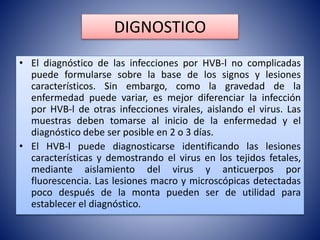 DIGNOSTICO
• El diagnóstico de las infecciones por HVB-l no complicadas
puede formularse sobre la base de los signos y lesiones
característicos. Sin embargo, como la gravedad de la
enfermedad puede variar, es mejor diferenciar la infección
por HVB-l de otras infecciones virales, aislando el virus. Las
muestras deben tomarse al inicio de la enfermedad y el
diagnóstico debe ser posible en 2 o 3 días.
• El HVB-l puede diagnosticarse identificando las lesiones
características y demostrando el virus en los tejidos fetales,
mediante aislamiento del virus y anticuerpos por
fluorescencia. Las lesiones macro y microscópicas detectadas
poco después de la monta pueden ser de utilidad para
establecer el diagnóstico.
 