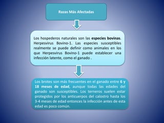 Razas Más Afectadas
Los hospederos naturales son las especies bovinas.
Herpesvirus Bovino-1. Las especies susceptibles
realmente se puede definir como animales en los
que Herpesvirus Bovino-1 puede establecer una
infección latente, como el ganado .
Los brotes son más frecuentes en el ganado entre 6 y
18 meses de edad, aunque todas las edades del
ganado son susceptibles. Los terneros suelen estar
protegidos por los anticuerpos del calostro hasta los
3-4 meses de edad entonces la infección antes de esta
edad es poco común.
 