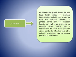 ETIOLOGIA
La transmisión puede ocurrir sin que
haya lesión visible y mediante
inseminación artificial con semen de
toros con infección subclínica. El
ganado bovino con una infección
latente por HVB-1, generalmente no
presenta signos clínicos con la
reactivación del virus, sino que sirve
como fuente de infección para otros
animales susceptibles y, de esa manera,
perpetúa la enfermedad.
 