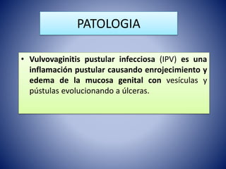 PATOLOGIA
• Vulvovaginitis pustular infecciosa (IPV) es una
inflamación pustular causando enrojecimiento y
edema de la mucosa genital con vesículas y
pústulas evolucionando a úlceras.
 