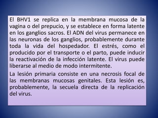 El BHV1 se replica en la membrana mucosa de la
vagina o del prepucio, y se establece en forma latente
en los ganglios sacros. El ADN del virus permanece en
las neuronas de los ganglios, probablemente durante
toda la vida del hospedador. El estrés, como el
producido por el transporte o el parto, puede inducir
la reactivación de la infección latente. El virus puede
liberarse al medio de modo intermitente.
La lesión primaria consiste en una necrosis focal de
las membranas mucosas genitales. Esta lesión es,
probablemente, la secuela directa de la replicación
del virus.
 