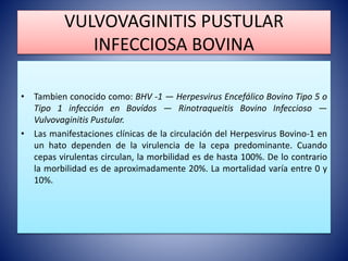 VULVOVAGINITIS PUSTULAR
INFECCIOSA BOVINA
• Tambien conocido como: BHV -1 — Herpesvirus Encefálico Bovino Tipo 5 o
Tipo 1 infección en Bovídos — Rinotraqueitis Bovino Infeccioso —
Vulvovaginitis Pustular.
• Las manifestaciones clínicas de la circulación del Herpesvirus Bovino-1 en
un hato dependen de la virulencia de la cepa predominante. Cuando
cepas virulentas circulan, la morbilidad es de hasta 100%. De lo contrario
la morbilidad es de aproximadamente 20%. La mortalidad varía entre 0 y
10%.
 