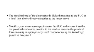• The proximal end of the ulnar nerve is divided proximal to the SUC at
a level that allows direct connection to the target nerve
• Mobilize your ulnar nerve specimen on the SUC and reverse it so that
the proximal end can be coapted to the median nerve in the proximal
forearm using an appropriately sized connector using the knowledge
gained in Practical 1
 