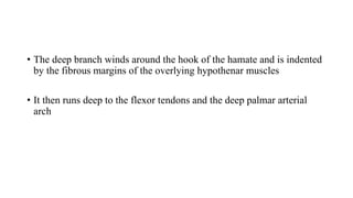 • The deep branch winds around the hook of the hamate and is indented
by the fibrous margins of the overlying hypothenar muscles
• It then runs deep to the flexor tendons and the deep palmar arterial
arch
 