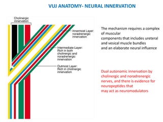 VUJ ANATOMY- NEURAL INNERVATION
The mechanism requires a complex
of muscular
components that includes ureteral
and vesical muscle bundles
and an elaborate neural influence
Dual autonomic innervation by
cholinergic and noradrenergic
nerves, and there is evidence for
neuropeptides that
may act as neuromodulators
 