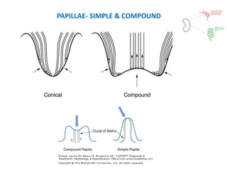 PAPILLAE- SIMPLE & COMPOUND
 